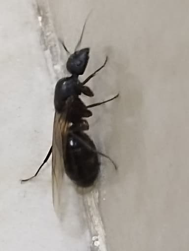 Camponotus compressus photo 48
