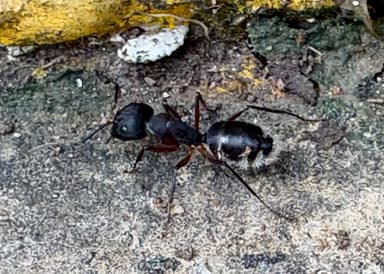 Camponotus compressus photo 50
