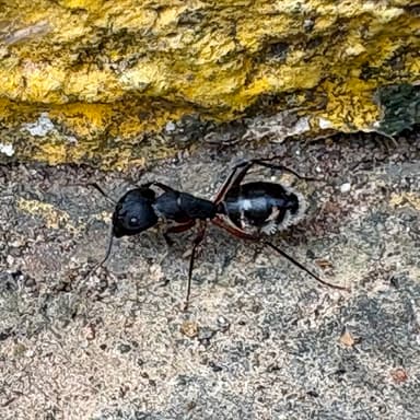 Camponotus compressus photo 51