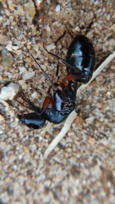 Camponotus compressus — queen photo 52