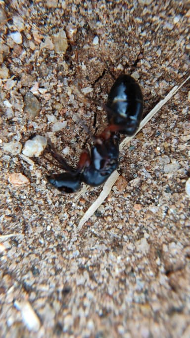 Camponotus compressus — queen photo 53