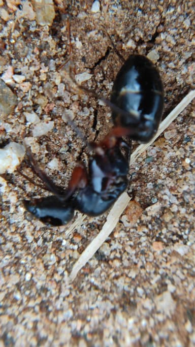 Camponotus compressus — queen photo 54