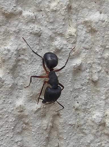 Camponotus compressus photo 55