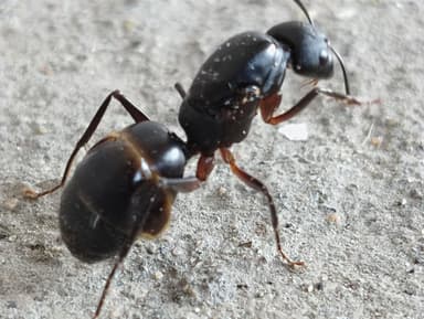 Camponotus compressus photo 56