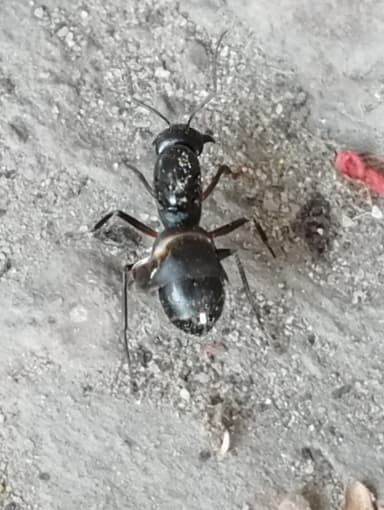 Camponotus compressus photo 57