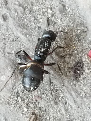 Camponotus compressus photo 58