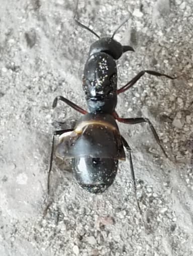 Camponotus compressus photo 59