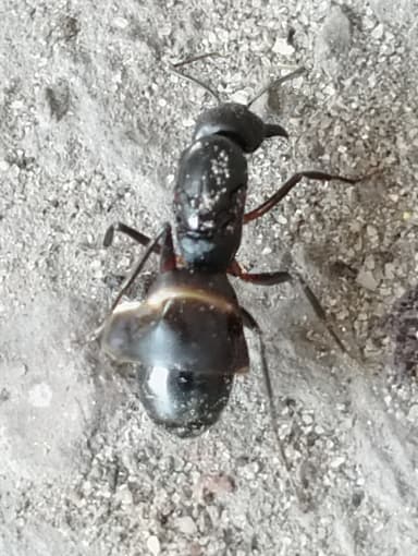 Camponotus compressus photo 60