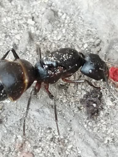 Camponotus compressus photo 61