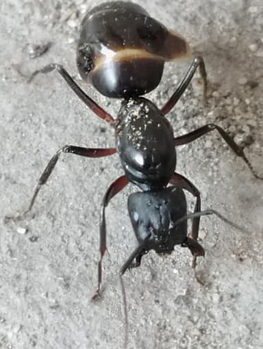 Camponotus compressus photo 62