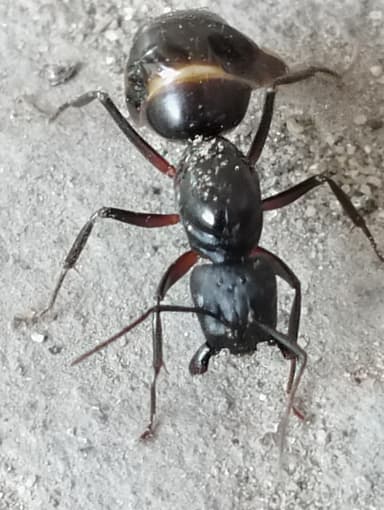 Camponotus compressus photo 63
