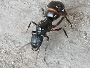 Camponotus compressus photo 64