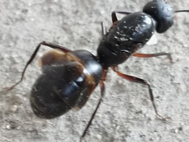 Camponotus compressus photo 65