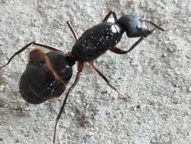 Camponotus compressus photo 67