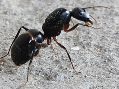 Camponotus compressus photo 68
