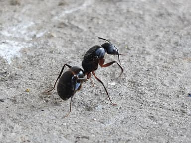 Camponotus compressus photo 69