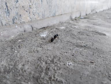 Camponotus compressus photo 70