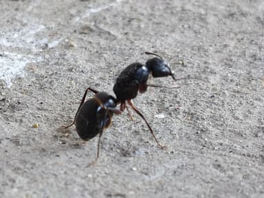 Camponotus compressus photo 71