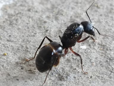 Camponotus compressus photo 73