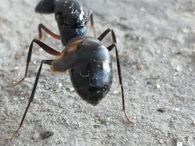 Camponotus compressus photo 74