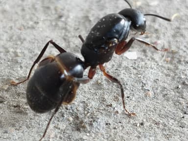 Camponotus compressus photo 75