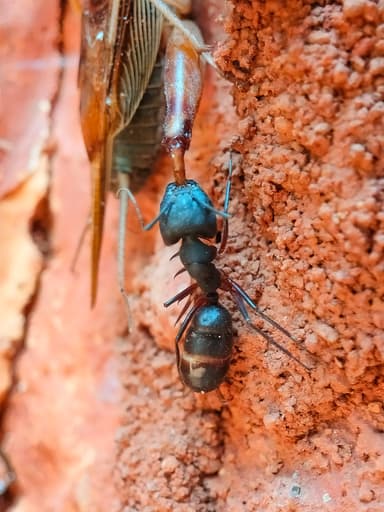 Camponotus compressus photo 76