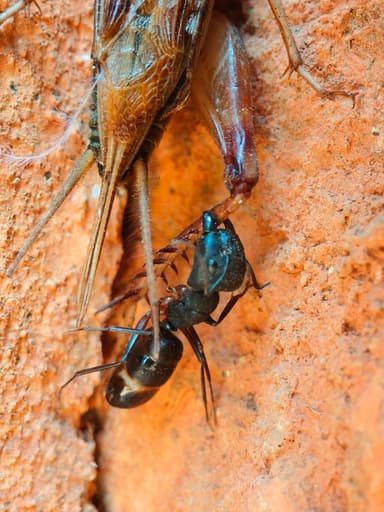 Camponotus compressus photo 78
