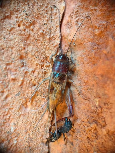 Camponotus compressus photo 79