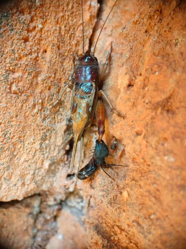 Camponotus compressus photo 80