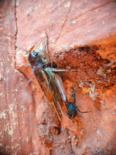 Camponotus compressus photo 81
