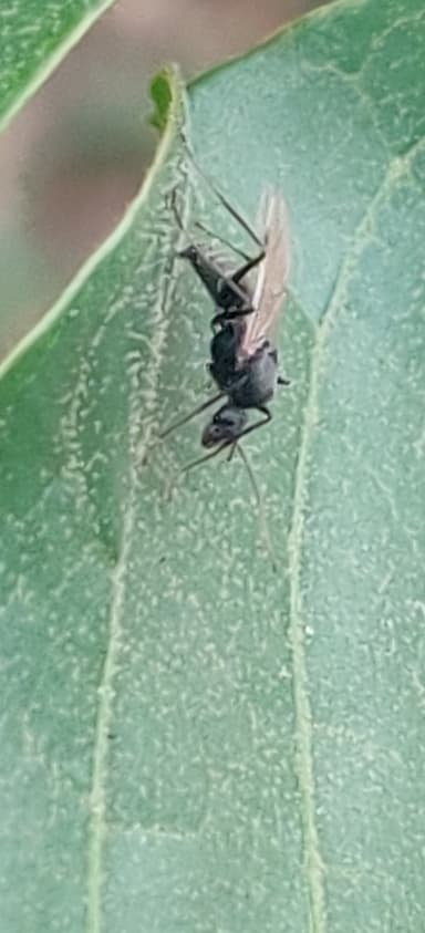 Camponotus compressus photo 82