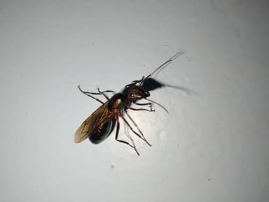 Camponotus compressus photo 83