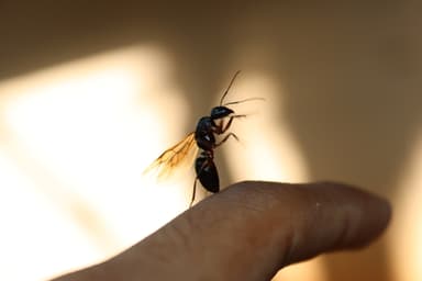 Camponotus compressus photo 84
