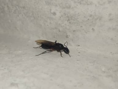 Camponotus compressus photo 87