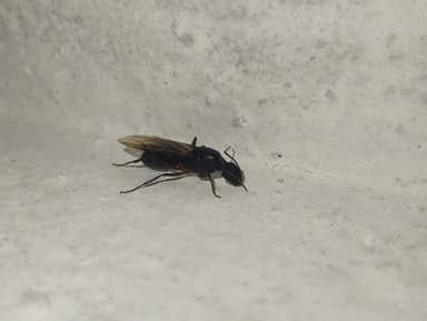 Camponotus compressus photo 88