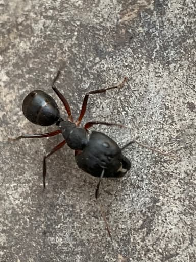 Camponotus compressus photo 89
