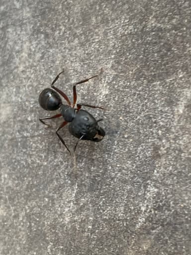 Camponotus compressus photo 90