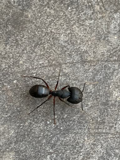 Camponotus compressus photo 92