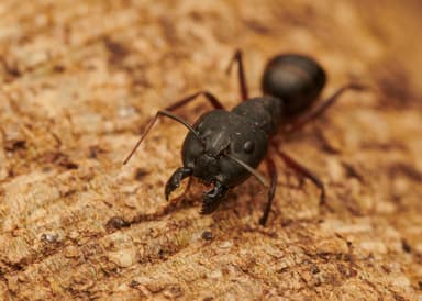 Camponotus compressus photo 94