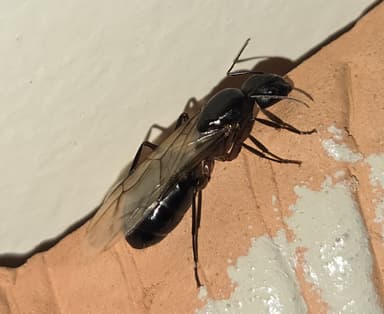 Camponotus compressus photo 95