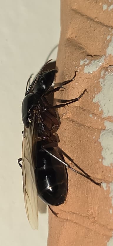 Camponotus compressus photo 96