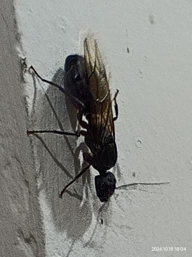 Camponotus compressus photo 98