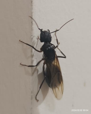 Camponotus compressus photo 99