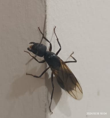 Camponotus compressus photo 100