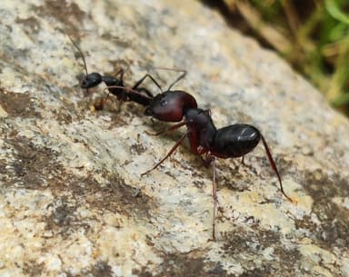 Camponotus compressus photo 106