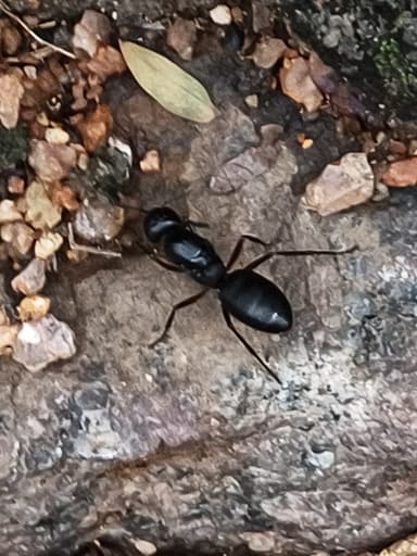Camponotus compressus photo 111