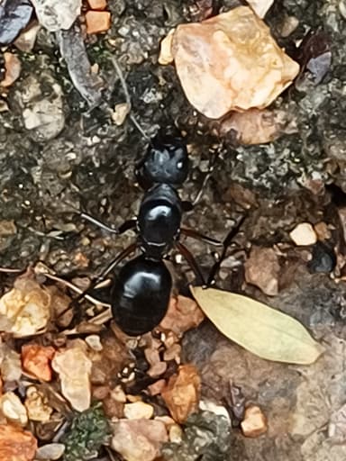 Camponotus compressus photo 112