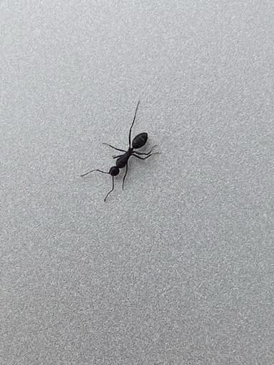 Camponotus compressus photo 113