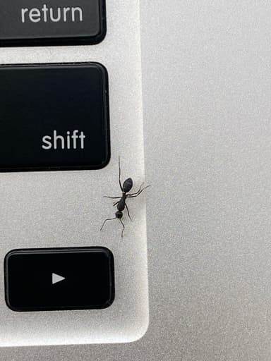 Camponotus compressus photo 114