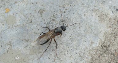 Camponotus compressus photo 115